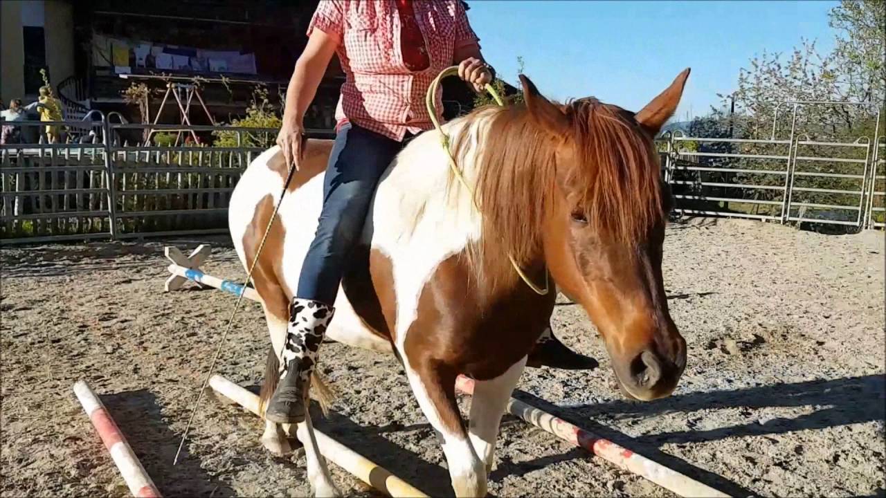 Stella Halsring Reiten Elfenhof