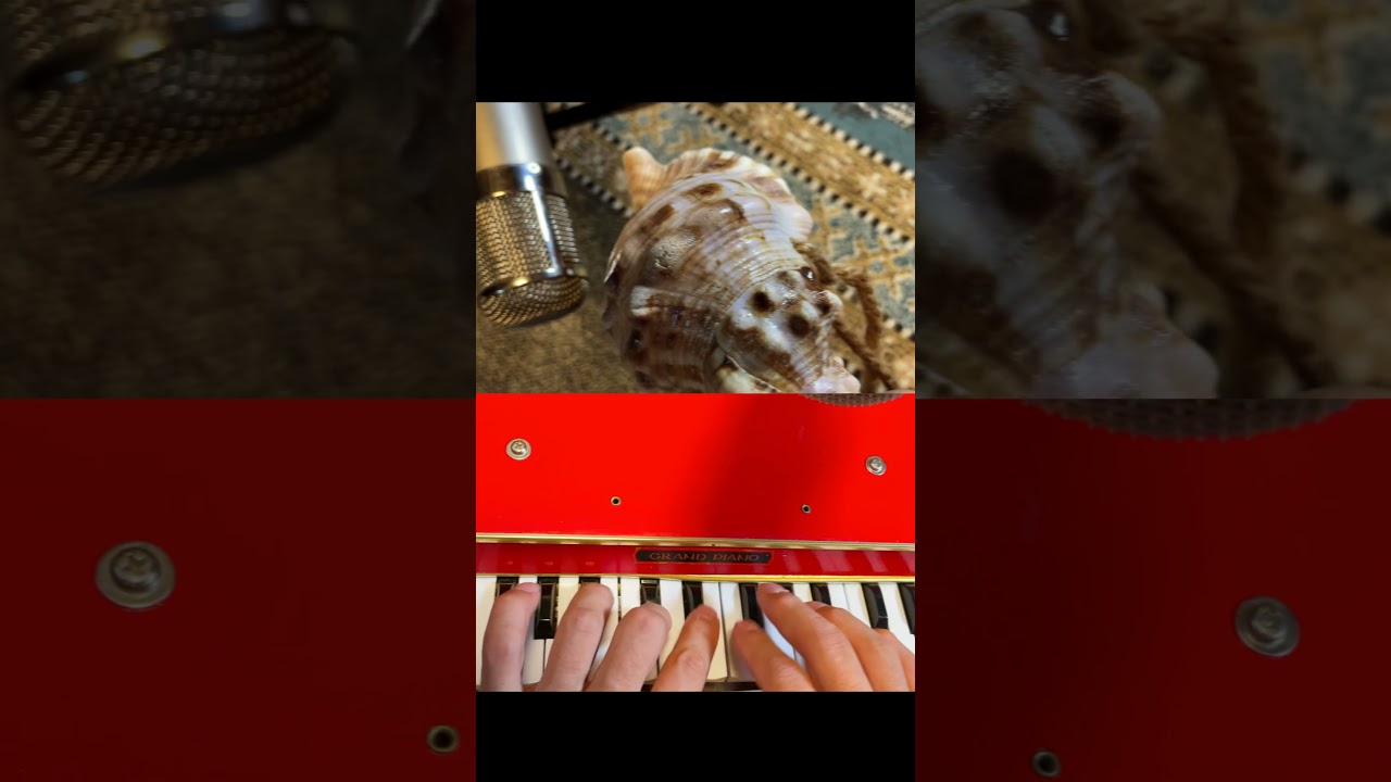 Shugo Tokumaru(トクマルシューゴ) - Hora #shorts