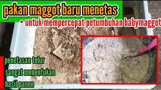 Download lagu Tips Pakan Maggot Baru Menetas | Budidaya Maggot BSF