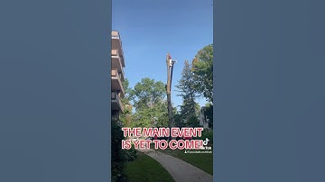 MASSIVE TREE FALLS TIMELAPSE! #tree #treework #arborist @riveraconstruction