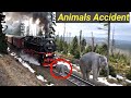 Animals Accident by Train\ Live Run Over Speedy Train Accident Animals in Forest\ Train VS Animals