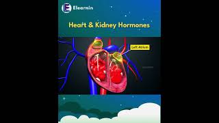 Heart and Kidney Hormones | Hidden Hormones Explained | #science #biology #scienceexplained #shorts