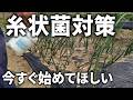 べと病、さび病、うどんこ病は、今が発生の危険水域です／タマネギやニンニク、エンドウの病気予防を急いでください