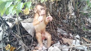 Beno, a baby monkey, doesn't want to be far from his father in the forest