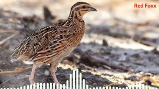 quail sound|animal sounds|#animalsounds|quail ringtone|animal sounds ringtone|ringtones|Red Foxx screenshot 3
