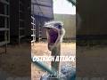 Funny ostrich attacks the camera at the park! 🦤😂 #viral #birds #shorts #ostrich #birdattack #angry