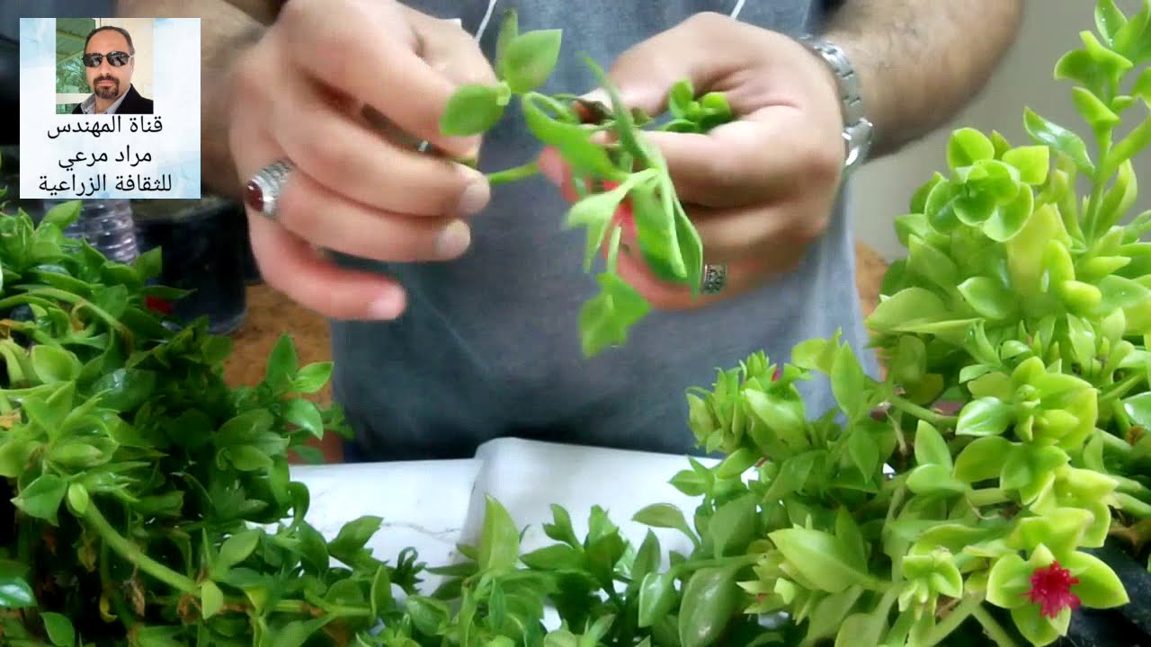 قطر الندى / حى علم أسهل طريقة لزراعة والعناية به Aptenia cordifolia حلقة 34