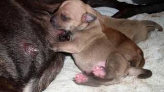 Staffordshire Bull Terrier Sadie And Dexter Have Pups
