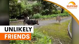 Escaped serval befriends dog in Russia | Sunrise @sunrise