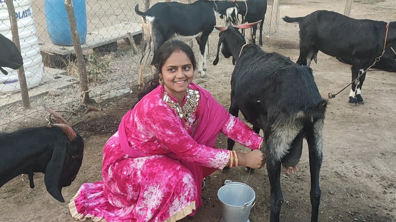 Goat milking by hand beautiful indian women beautiful villages route in life🌺😍😍🌺