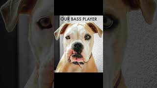 My Old Band - Music Humour Fun Funny Animals