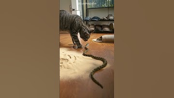 Shocking! Snake tries to find the mouse, but face with cat. How will?
