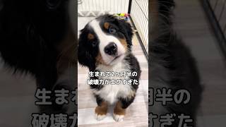 この世に生を受けて2ヶ月半余りで可愛いだけでいいんだってことを教えてくれるバーニーズ子犬 #バーニーズ #バーニーズマウンテンドッグ #子犬 #大型犬