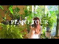 【PLANT TOUR】初心者におすすめの観葉植物インテリア10選 | 観葉植物のある暮らし | インテリアグリーン