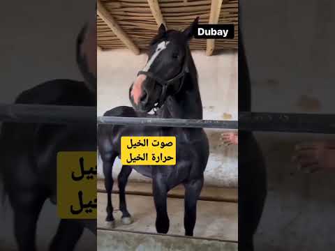 صوت حرارة الخيل ادكرو الله لاتنسوا الاشتراك في القناة لا لغلاء الاسعار في المغرب