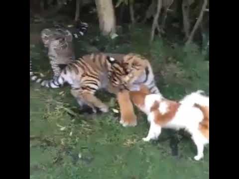 Video Lucu Anjing Berantem Sama Macan Youtube