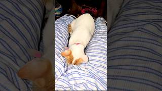 বিড়াল❌বউ✅😂🤣TIKTOK FUNNY COMMENTS READING PT#131 | Mr Vaiya