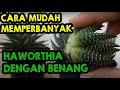 MEMPERBANYAK HAWORTHIA DENGAN BENANG