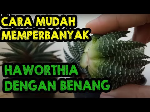 Video: Apakah Kaktus Kacang Tanah – Cara Menanam Tumbuhan Kaktus Chamaecereus