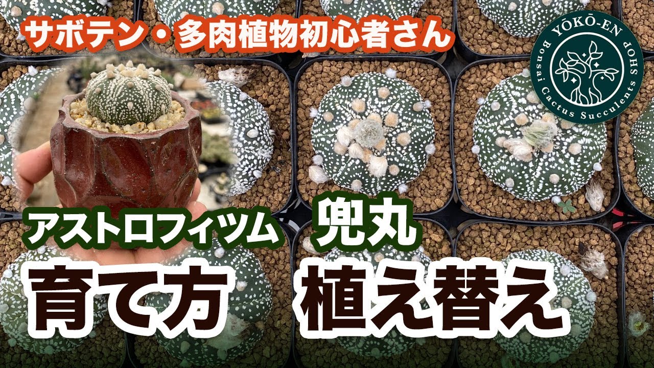 『サボテン』アストロフィツム・兜丸　育て方・植え替え