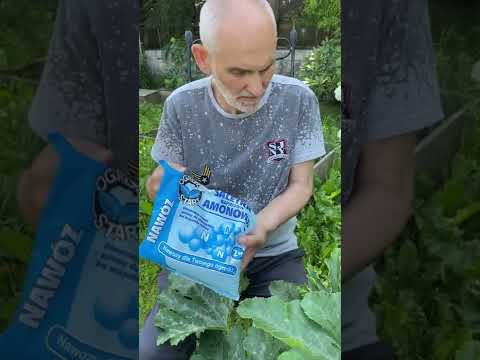 Czym nawozić cukinie?