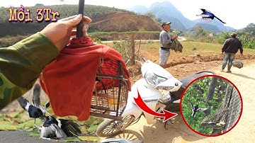 Bẫy Chòe Than Gặp Hàng Đẳng Cấp Thêm Em Mới | Dân Tộc Tây Bắc Tv