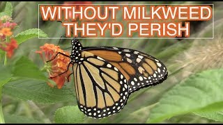 Monarch Butterflies Need Milkweed and Native Flowers NARRATED