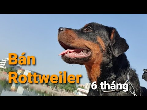Bán Chó Con Rottweiler 6 Tháng- Hà Nội (Đón Cún Luôn Được)