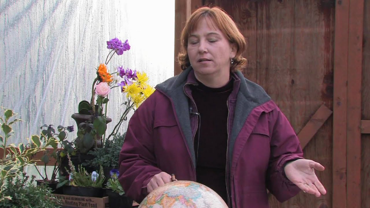 Gardening Tips & Flowers : How to Grow Cockscomb (Celosia)