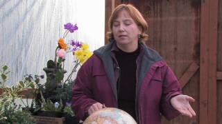 Gardening Tips & Flowers : How to Grow Cockscomb (Celosia)