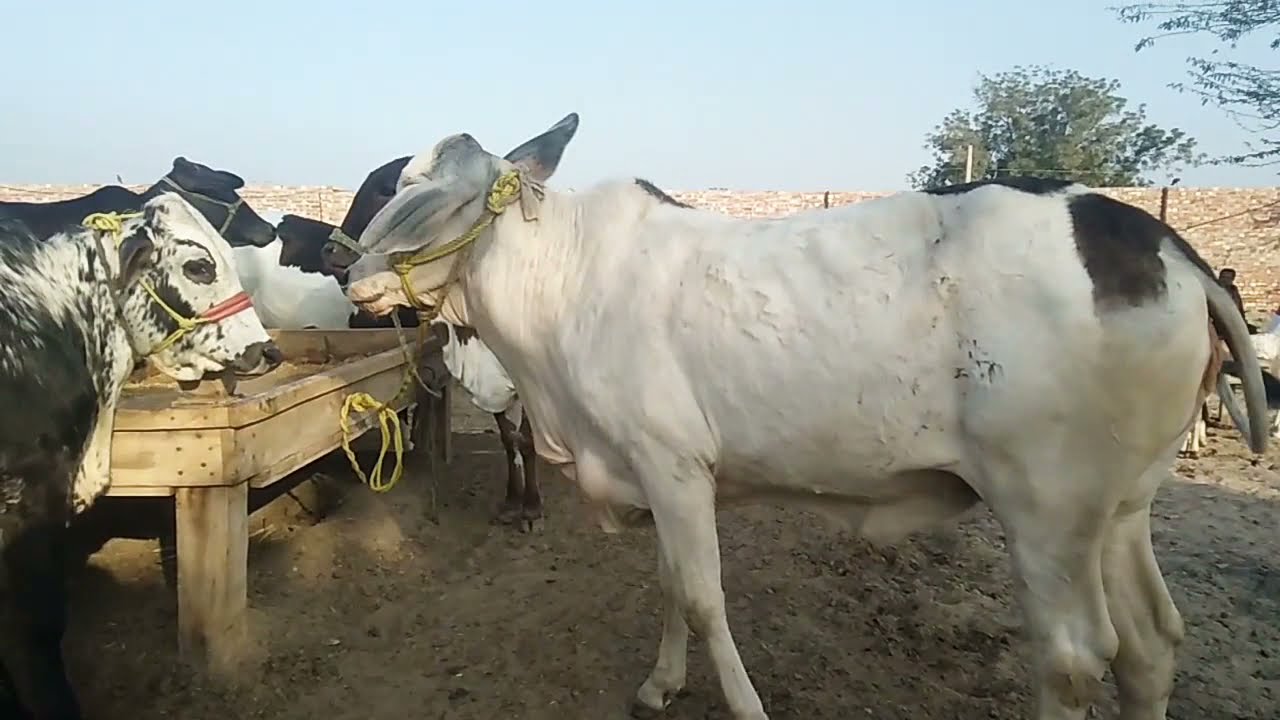Ala Nasal Ki Bachriyan For Sale * cow mandi pakistan * cow qurbani 2021 * big bachri for sale *