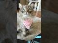 Crochet bandana- granny stitch #crochetcommunity #crocheting #crochetpattern #pets