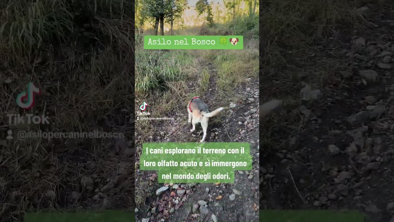 I cani esplorano il terreno con il loro olfatto acuto e si immergono nel mondo degli odori.