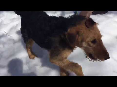 Video: Airedale Terrier Dog Raca Hipoallergjike, Shëndetit Dhe Jetës