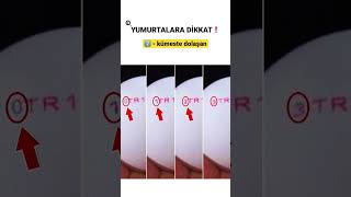 YUMURTALARIN ÜZERİNDEKİ KODA DİKKAT EDİN!