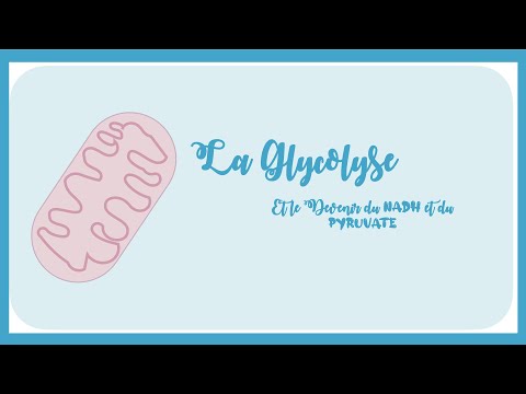 Vidéo: La glycolyse peut-elle se produire sans oxygène ?