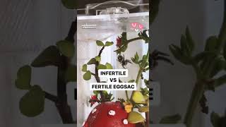INFERTILE vs. FERTILE Jumping Spider Eggsac | Jumping spider #shorts