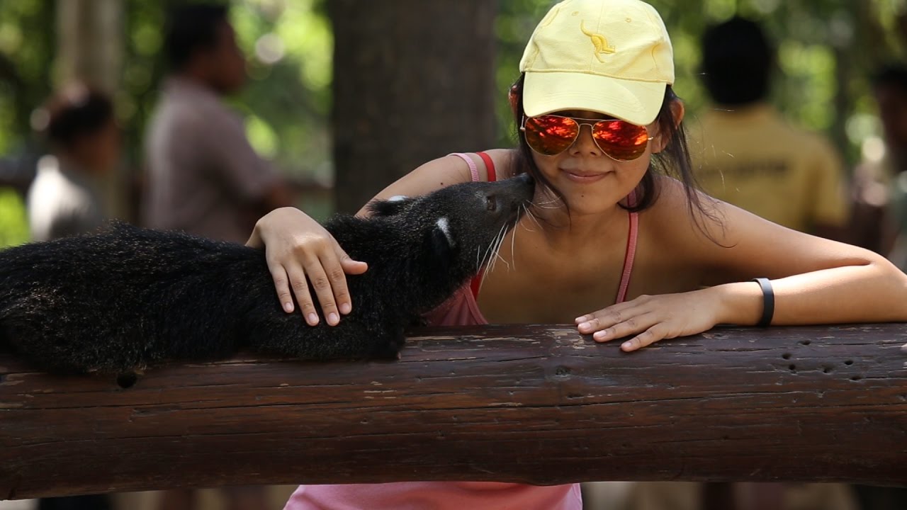 Binturong The Cute Bearcat Youtube