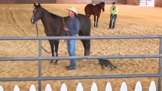 Funny cat attack horse