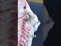 切ったら、黒い液体が出た魚の正体