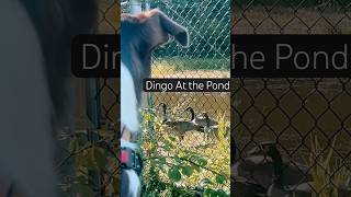 Staring contest 1 v 8 #animals #animalshorts #dog #dogshorts #dingo #birds #bordercolliemix
