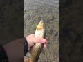 Леопардовый красавец! #shorts  #нучтодрузья #BaikalFishing #рыбалкасгидом