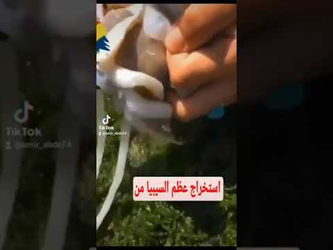 فيديو: هل سيؤذي عظم الحبار سمكي؟