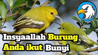 Pancingan Burung Sirtu atau Cipow, suara jantan betina bersahutan