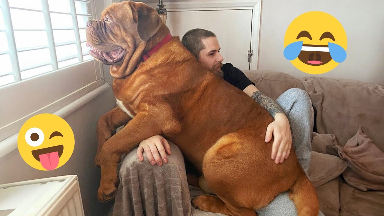 Best Funny Animal Moments That Made 2025 😂 Funniest Dogs Video 🐾 #3