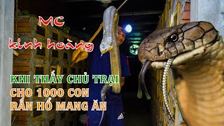 Kiếm tiền tỷ mỗi năm nhờ nuôi rắn hổ mang || Mô hình & kỹ thuật nuôi rắn hổ mang - feed the cobra