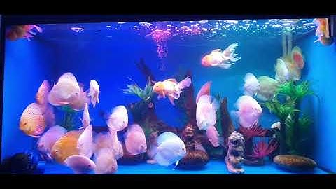 Bể cá dĩa albino tông màu vàng thay đổi sắc màu bằng ánh sáng LED
