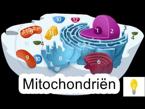 De functionele morfologie van de dierlijke cel