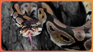 2 Hours Of Python Hunters: Can Florida