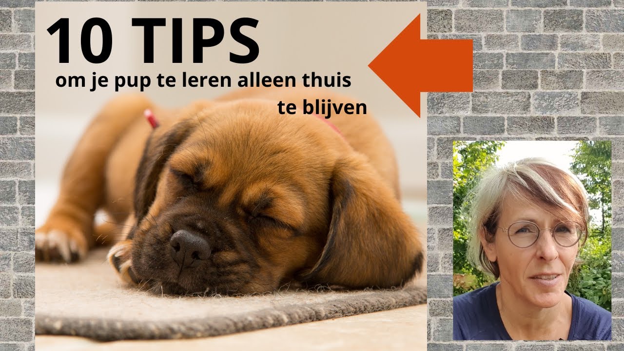 10 tips om je pup te leren alleen (thuis) te blijven